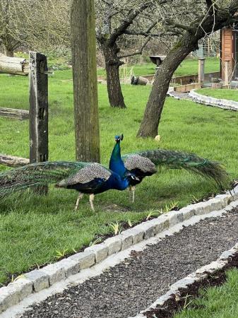 Image 3 of Male peacocks for sale, currently fully feathered