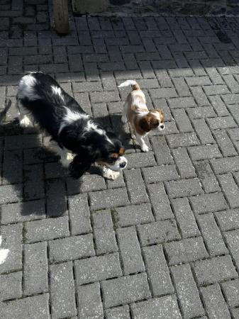 Image 13 of Cavalier King Charles spaniels  Ready Now !!!