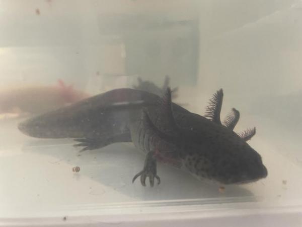 Image 1 of Variety of axolotls for sale