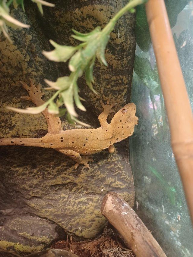 Preview of the first image of Young male crested gecko ready for a new home available.