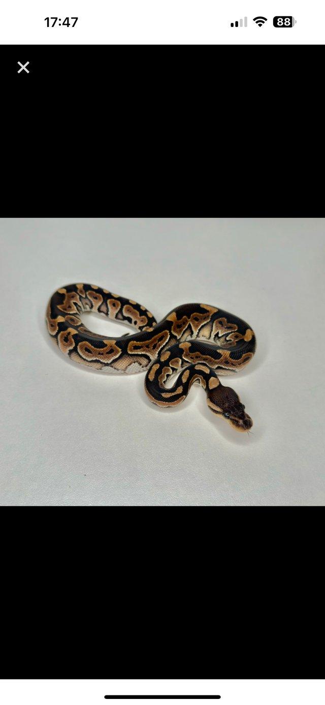 Preview of the first image of 2023 Black Pastel Het Clown female.