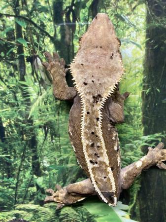 Image 5 of Adult female dalmation pinstripe crested gecko