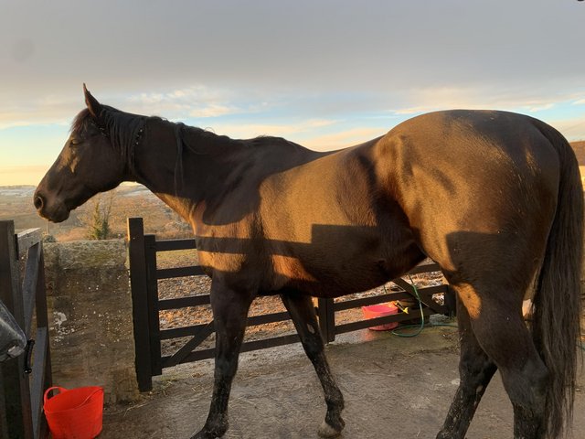 Preview of the first image of 16.2h TB gelding for sale.