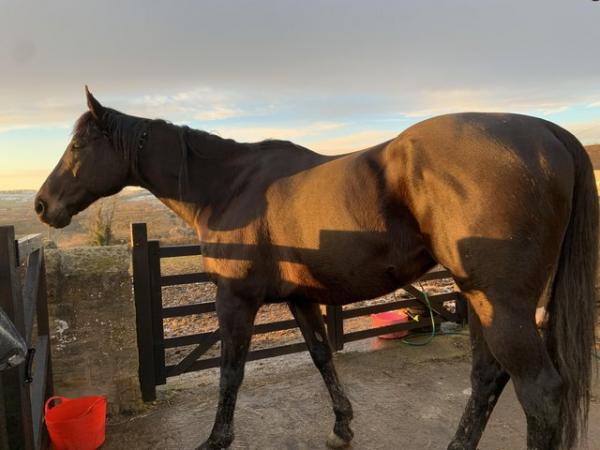 Image 1 of 16.2h TB gelding for sale