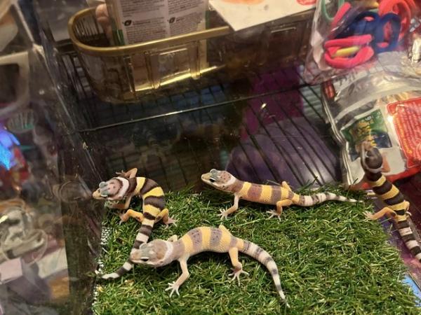 Image 3 of Baby leopard gecko for sale