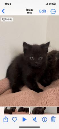 Image 2 of 1 female left , black kittens for sale