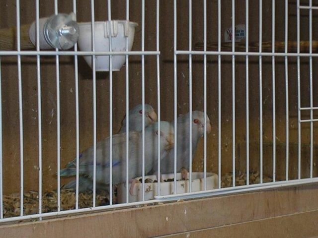 Preview of the first image of pr 2023 parrotlets ready for breeding.