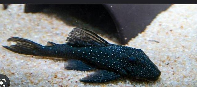 Preview of the first image of ***looking for pleco fish ****.