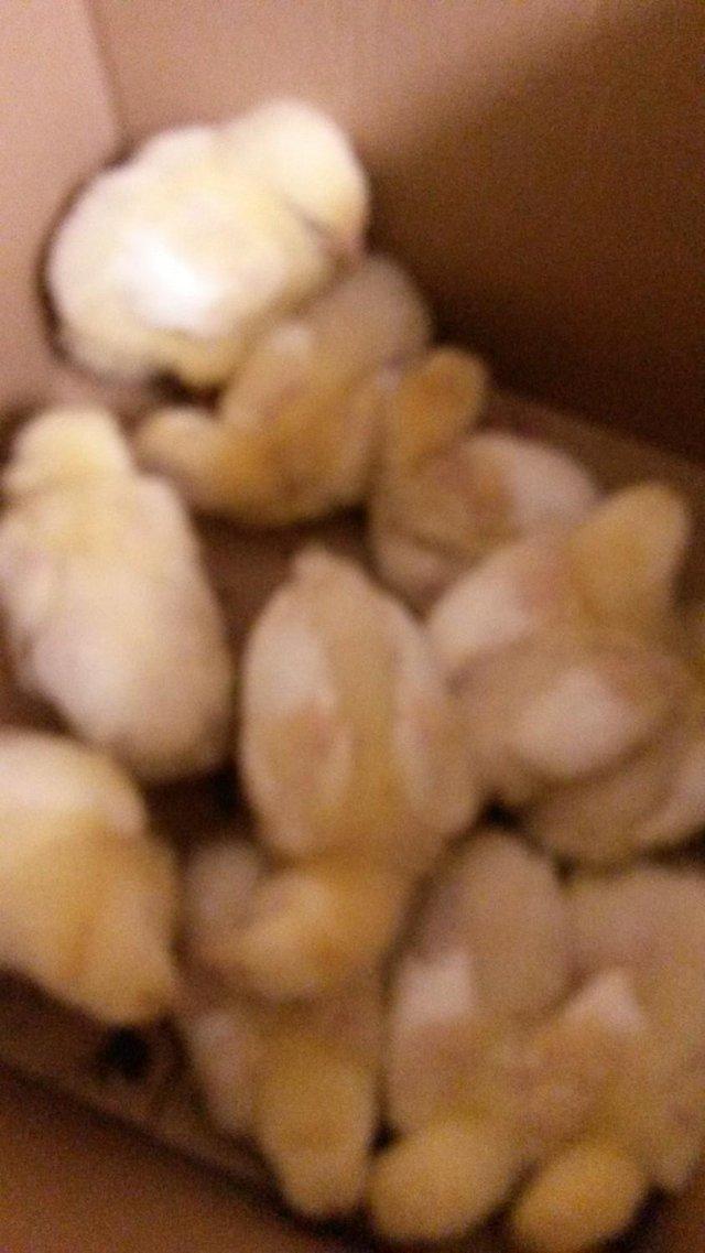 Preview of the first image of Day Old  Cobb chicks Hatch to order collection only.