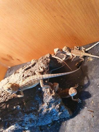 Image 4 of Baby bearded dragonsready now