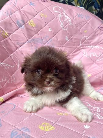 Image 8 of Ready Now Beautiful Pom shih pups 1 female 1 male