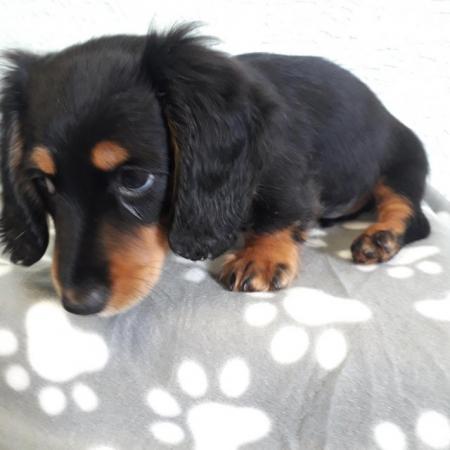 Image 10 of Long haired miniture dachshund pups.