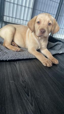 Image 1 of KC Registered female Labrador Puppies