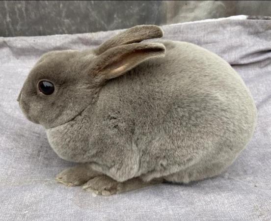 Image 5 of Lovely Young Blue Mini Rex Boy