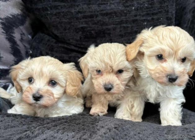 Image 1 of TINY maltipoo girls READY NOW