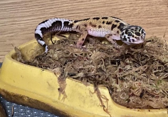Image 3 of 7 Month old Leopard Gecko