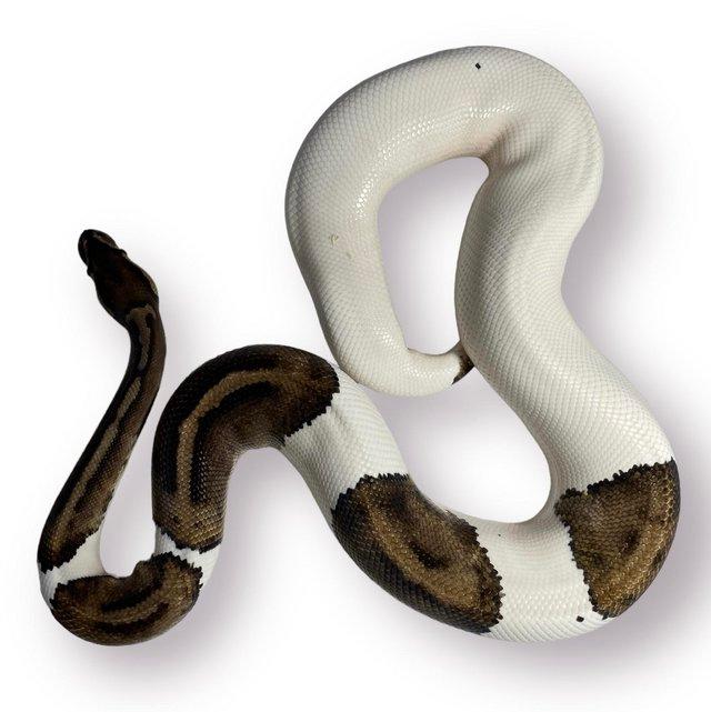 Preview of the first image of CB20 Male Pied 100% Het Orange Ghost Royal Python.