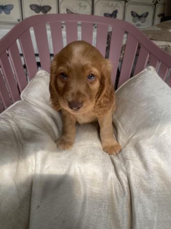 Image 4 of 1 left! Gorgeous Cocker spaniel puppies ready now.