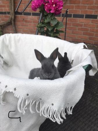 Image 2 of 8 week old netherland dwarf baby rabbits ready now last 2