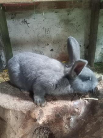 Image 1 of Continental Male Rabbit for Sale