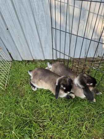 Image 6 of Mini Lop Rabbits for sale need gone ASAP!