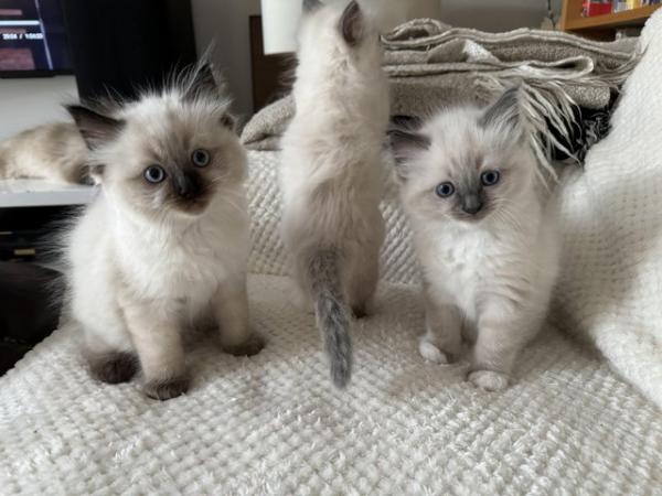 Image 4 of Two absolutely gorgeous Seal point Ragdoll Boys