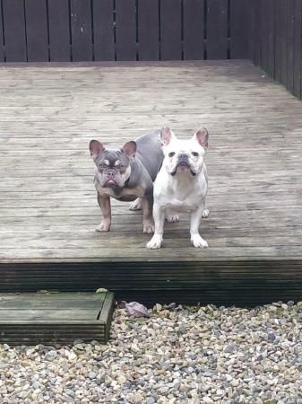 Image 3 of 12 month old french bulldog for sale