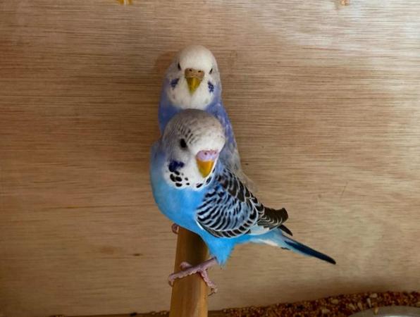 Image 3 of Quality budgies in excellent condition ready for sale now