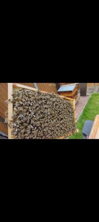 Image 1 of BUCKFAST HONEY BEES AVAILABLE NOW.5-6 frame Nuc