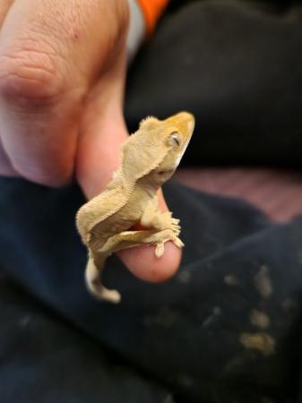 Image 5 of crested geckos 10 months old