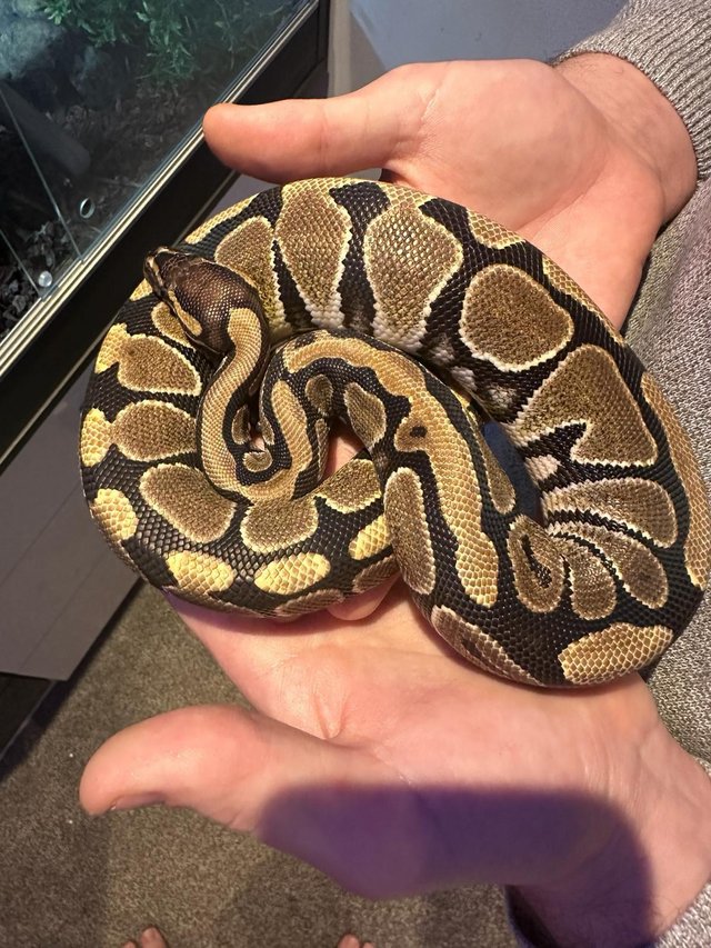 Preview of the first image of Full Viv set up with Ball Python.
