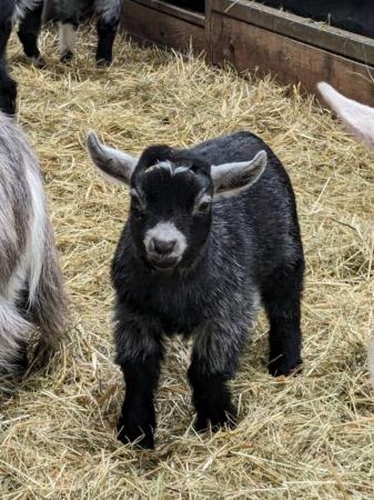 Image 1 of PYGMY GOAT WETHER KIDS FROM REGISTERED PARENTS