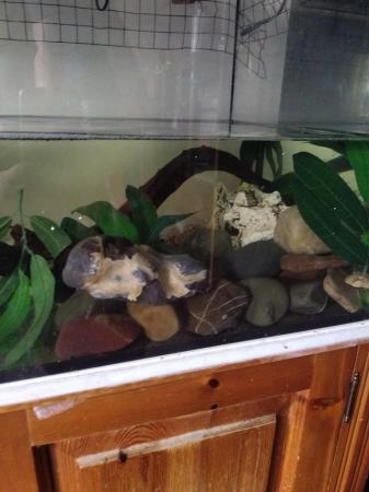 Image 2 of 3 axolotl with tank and set up