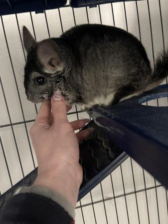 Image 4 of 2x Chinchillas with cage and accessories for sale