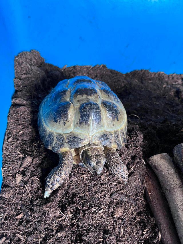 Preview of the first image of Tortoise & Turtle Rescue Peterborough.