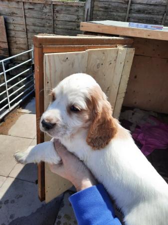 Image 9 of Working cocker spaniel puppies for sale