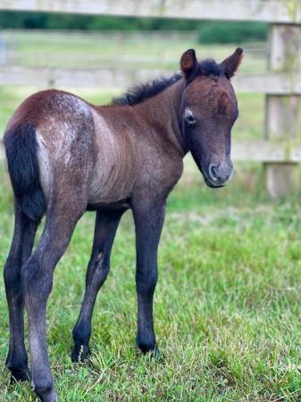 Image 2 of PART BRED FALABELLA FILLY FOAL - CHESTNUT ROAN