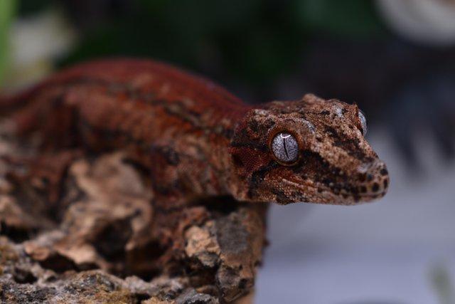 Image 1 of Male Sub Adult Gargoyle Gecko