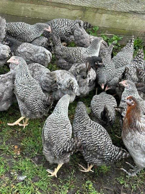 Preview of the first image of Barred Marans - Point of Lay Hens- Free Range.