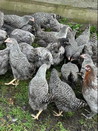 Image 1 of Barred Marans - Point of Lay Hens- Free Range