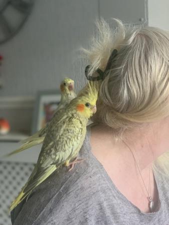 Image 12 of Hand reared and tamed baby cockatiels