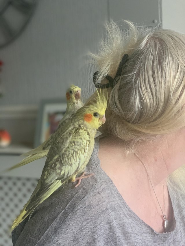 Preview of the first image of Hand reared and tamed baby cockatiels.