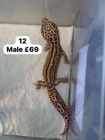 Image 2 of Reduced - leopard geckos for sale