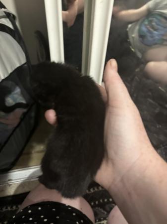 Image 8 of 1 Black kitten for sale