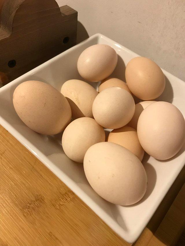 Preview of the first image of Bantam Hatching eggs for the Incubator.