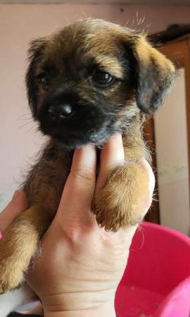 Image 19 of READY TO LEAVE KC registered Border Terrier Puppies