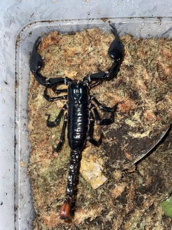 Image 3 of CB Giant Asian Forest Scorpion (H. spinifer)  - Adults