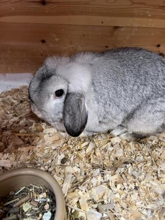 Image 2 of Dwarf Lop Chinchilla Female Adult Rabbit