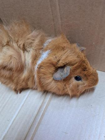 Image 3 of Trio of Baby Male Guinea Pigs For Sale
