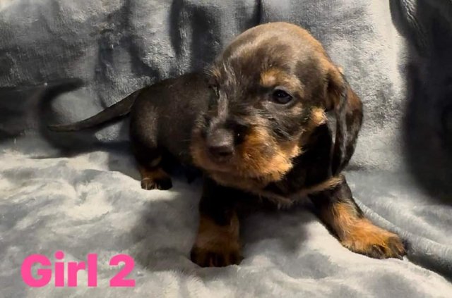 Image 5 of Working Teckel - Wirehaired Dachshund Puppies